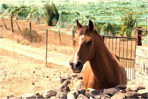 夢見自己多了一個弟弟是什麼啟示_周公解夢官網
