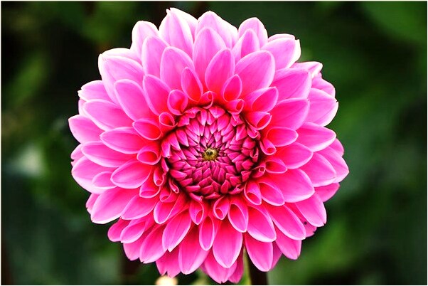 夢到梨樹結滿了梨有什麼意義嗎_周公解夢官網