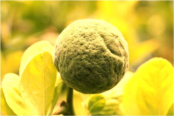 夢見奶奶給我新衣服意味著什麼_周公解夢官網