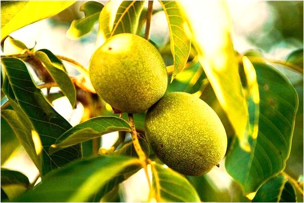 夢見吃無花果上面爬出螞蟻有什麼含義_周公解夢官網