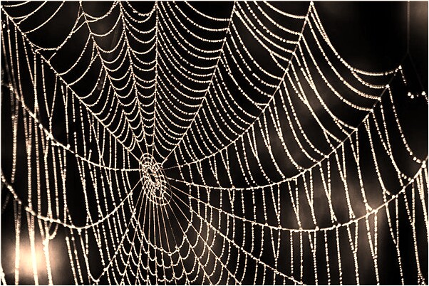 夢見大白蛇溜走意味著什麼_周公解夢官網