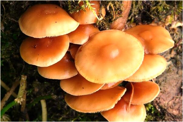 夢到別人懷孩是好是壞_周公解夢官網