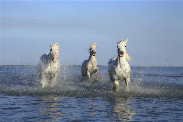 1990屬馬一生有二婚嗎？_十二生肖
