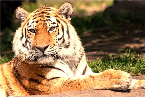 夢見買吃的等了很久是不是好的徵兆呢_周公解夢官網