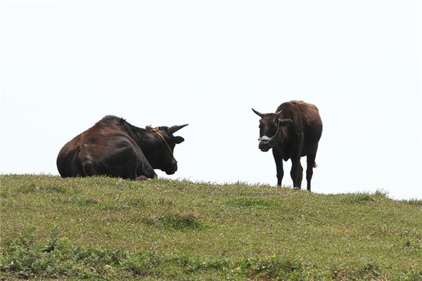 2021年的人什麼五行_十二生肖
