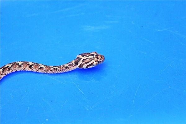 屬蛇的男人愛上你如何_十二生肖