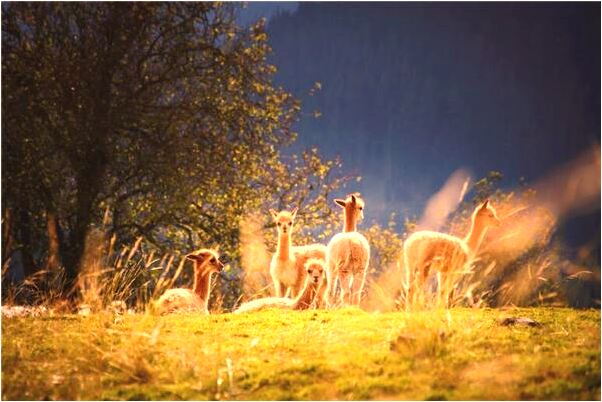 夢到自己的女兒被水淹了代表著什麼_周公解夢官網