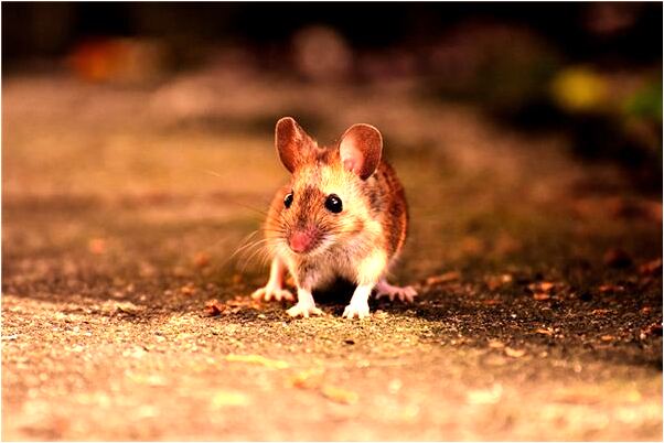 夢到了自己老公找其她女人意味什麼_周公解夢官網