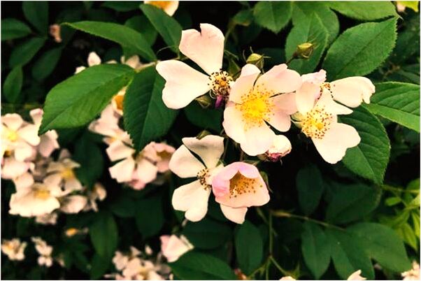 夢到自己在剪腳趾甲代表著什麼_周公解夢官網