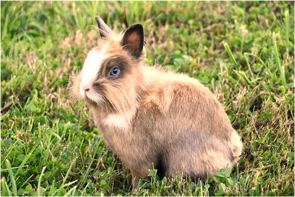 夢到撿紅手機還人怎么回事_周公解夢官網