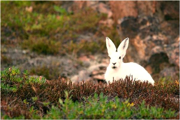 夢到了上司送蛋糕是凶兆還是吉兆_周公解夢官網