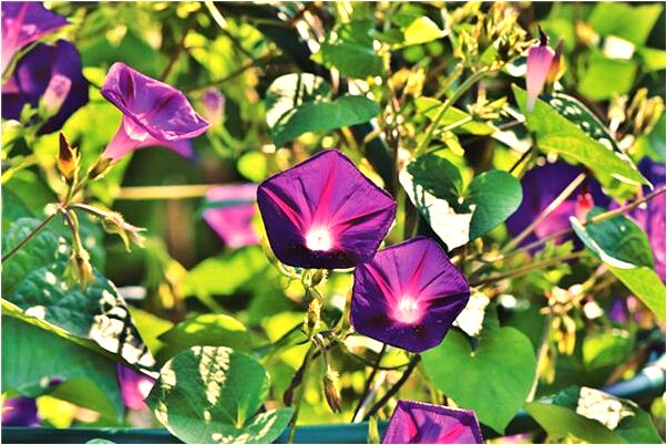 夢見被人送去做情人什麼預兆_周公解夢官網