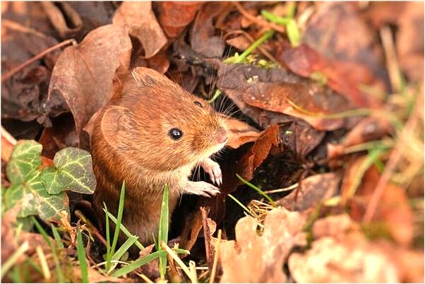 夢到了大白蛇受傷被棍子挑起有什麼意思_周公解夢官網