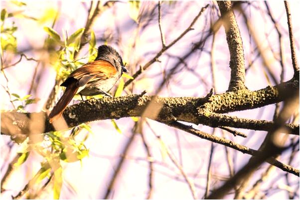 夢見自己跟女人裝修房子是什麼意思？_周公解夢官網