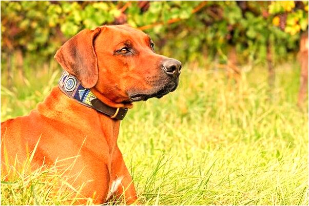 夢到了老婆下井好不好_周公解夢官網