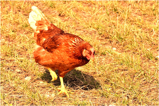 夢到自己的哥哥代表著什麼_周公解夢官網