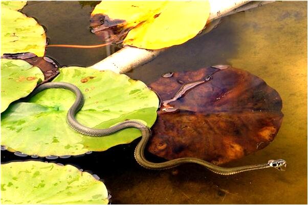 夢見在雪地里打鬧是凶兆還是吉兆_周公解夢官網