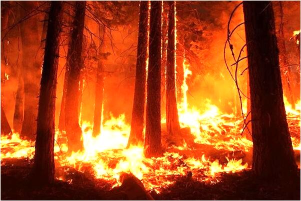 夢到了我從袋子裡拿出壞蘋果意味著什麼_周公解夢官網