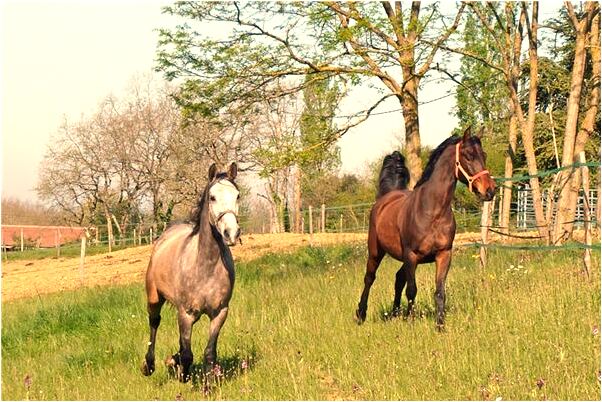 夢見被蜂蜇了代表著什麼？_周公解夢官網