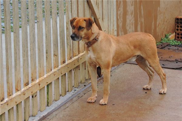 孕婦夢見大黃狗_周公解夢 孕婦夢見大黃狗是什麼意思_孕婦夢見大黃狗好不好_周公解夢官網