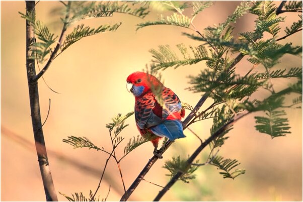 夢到了自己被雞姦會有什麼預兆_周公解夢官網