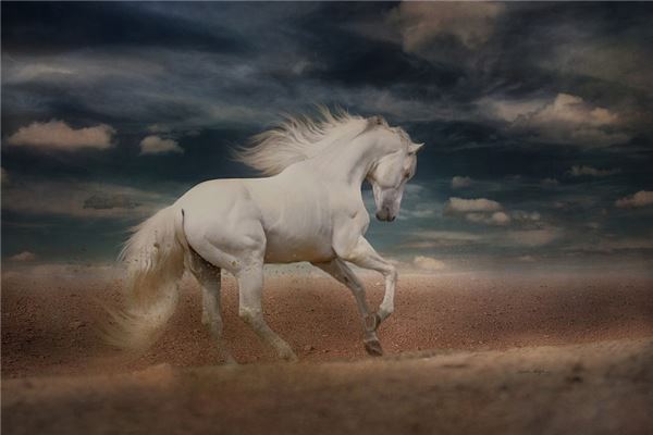 1978年的人是什麼命_十二生肖