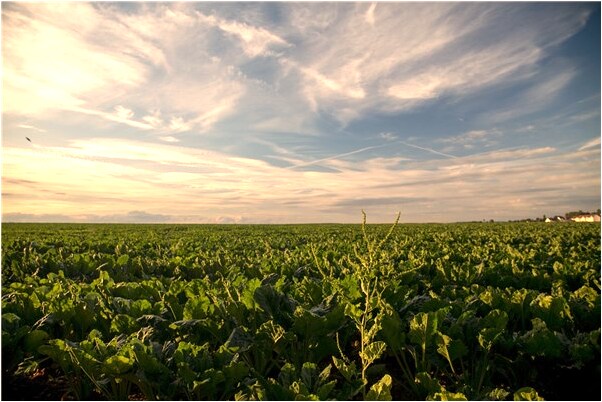 夢到了黃色水果意味著什麼_周公解夢官網