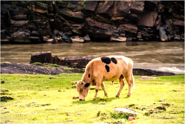 夢到了掉河了殺人無頭屍有什麼預兆_周公解夢官網
