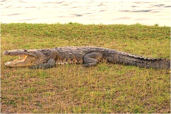 夢見我在躲別人的尋找預示了什麼_周公解夢官網