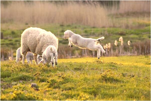 夢見拉著飛機尾巴有什麼寓意嗎_周公解夢官網