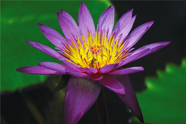 夢到了孕婦花開會是什麼預兆_周公解夢