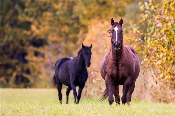 1978年屬馬人2021年運勢及命運 44歲生肖馬在牛年每月運程如何_十二生肖