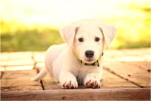 夢見吃水果吃的很飽有什麼說法_周公解夢官網