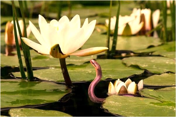 夢到神明叫我幫忙是什麼意思_周公解夢官網