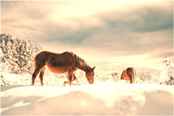 夢到蛇和爬樹和爬橋是好的徵兆嗎_周公解夢官網