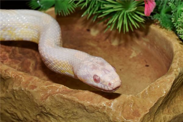 夢見白蛇什麼意思_周公解夢