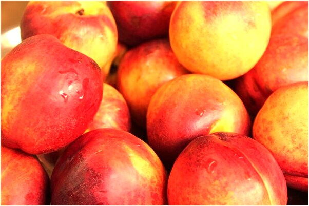 夢到家養的馬跑了是什麼意思_周公解夢官網