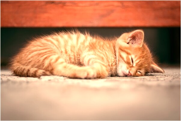 夢到了別人騙我的錢去了意味著什麼_周公解夢官網