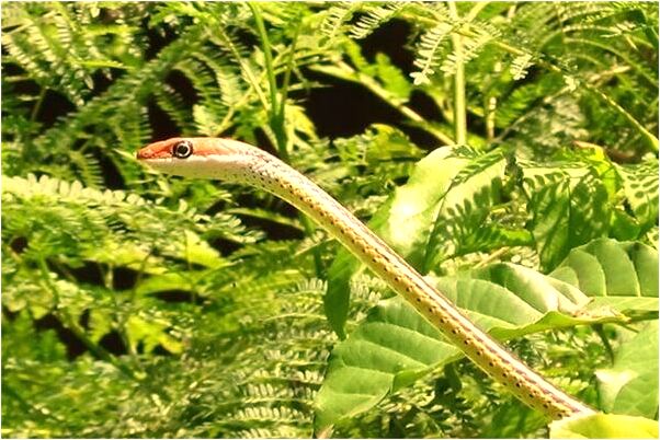 夢見穿紅綠的褲子會有什麼預兆_周公解夢官網