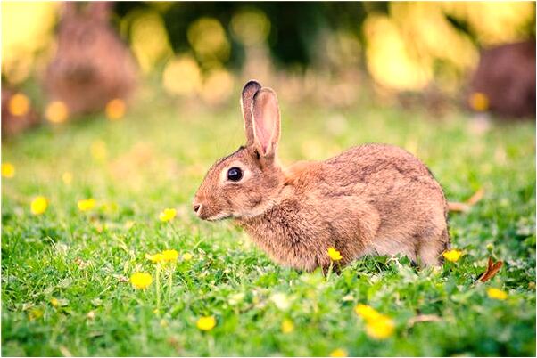 夢到了找石頭有什麼意思_周公解夢官網
