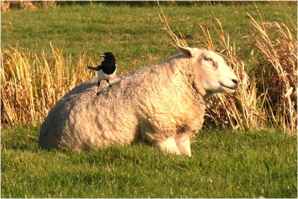 夢見自己的汽車門被打開是好的徵兆嗎_周公解夢官網