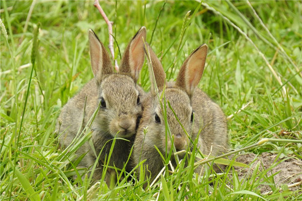 1987兔年的大運年有哪些_十二生肖