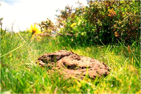 夢見駕車死裡逃生是什麼兆頭_周公解夢官網
