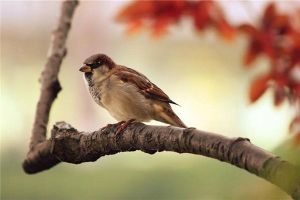 夢到小鳥是什麼意思_周公解夢