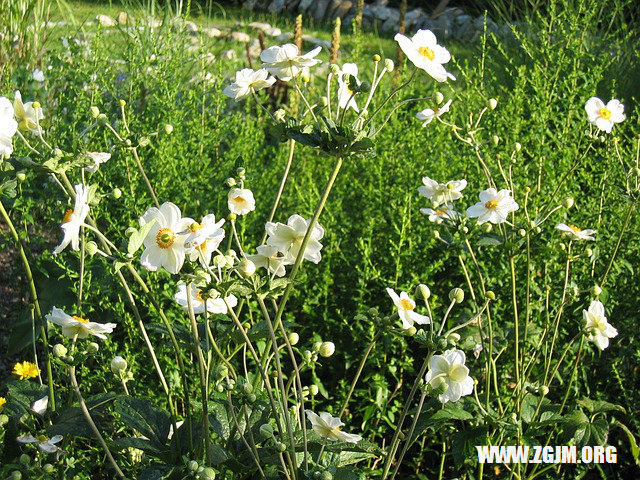 夢見和哥哥結婚_周公解夢夢到和哥哥結婚是什麼意思_做夢夢見和哥哥結婚好不好_周公解夢官網