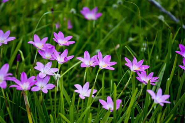 夢見紫色的花_周公解夢