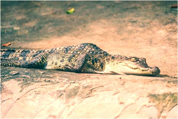 夢到了兒子矮了是什麼意思_周公解夢官網