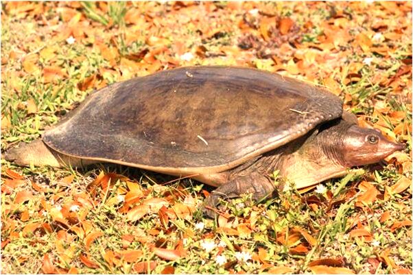 夢見死去母親又活著正大便有什麼預兆_周公解夢官網