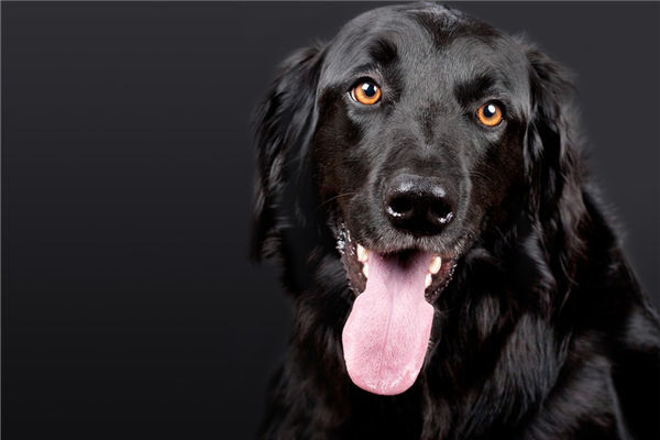 夢見被黑狗咬了預示著什麼_周公解夢