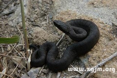 Dream of black snake a big black snake